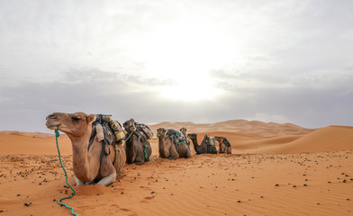 A caravan of camels resting. Sahara Desert. Merzouga Morocco.