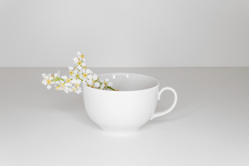 Obraz na płótnie Canvas White cup with bird-cherry blossoms on white background. Side view