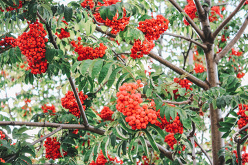 Orange rowan on a tree. Rowan tree. Orange berries. Green leaflets