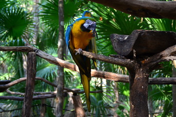 loros con colores posados en arbol