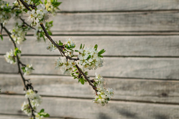 flowering branch