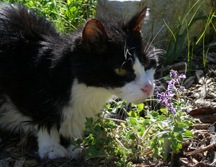 die katze im rausch, Echte Katzenminze und die alte Mietze