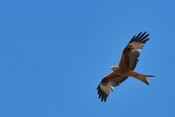 The red kite fly in air with wide wings on sunny day with blue sky. Copy space