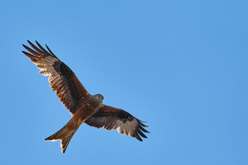 The red kite fly in air with wide wings on sunny day with blue sky. Copy space