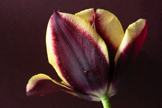 Yellow and Magenta Tulip Blossom