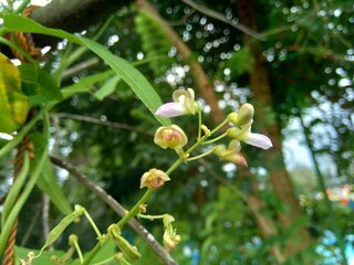 Lablab purpureus (bonavist or pea, dolichos, seim, lablab bean) with a natural background. Lablab purpureus is a species of bean in the family Fabaceae