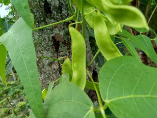 Lablab purpureus (bonavist or pea, dolichos, seim, lablab bean) with a natural background. Lablab purpureus is a species of bean in the family Fabaceae