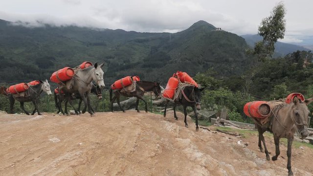 Donkeys carrying gas containers up on a mountain in Colombia, slow motion from 60 fps