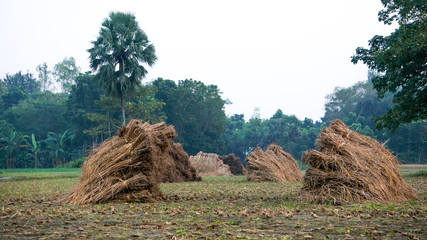 Bangladesh Rice Fields, Bangladesh, Field, Green, Landscape, HQ Photo