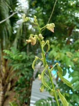 Lablab purpureus (bonavist or pea, dolichos, seim, lablab bean) with a natural background. Lablab purpureus is a species of bean in the family Fabaceae