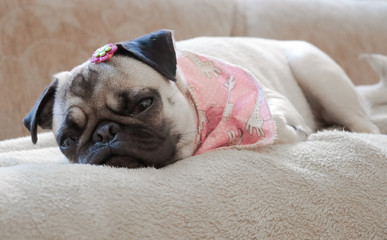 Cachorro deitado com cara de sono