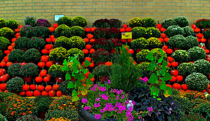 fall color display of pumpkins and perennials