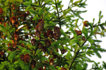 fir cone