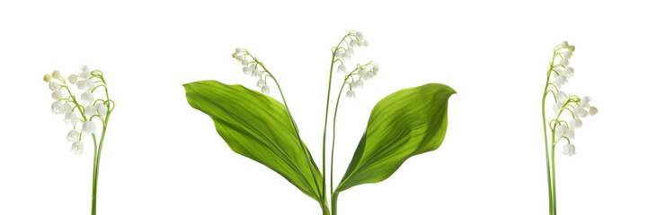 Collage with beautiful lilies of the valley on white background. Banner design