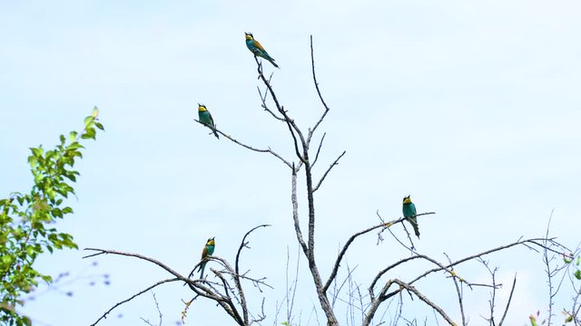Beautiful Bird Blue-Tailed Bee-Eater on The Tree