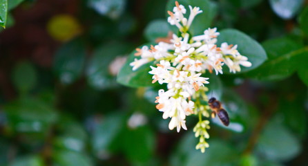blossoming cherry tree