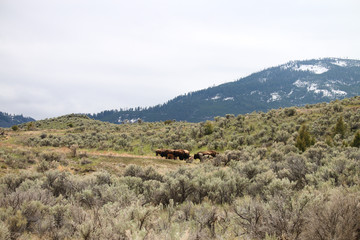 Fototapeta na wymiar Bison Grazing Landscape