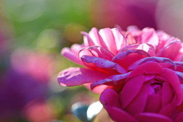 Very close-up pictures of pink roses in the garden