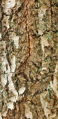 Obraz premium tree bark texture