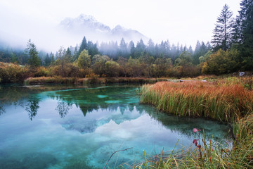 Autumn in Zelenci nature reserve - 350380902