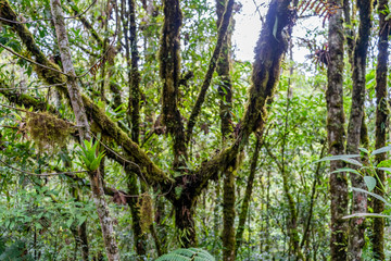 Foggy forest in  with waterfall  aerial view