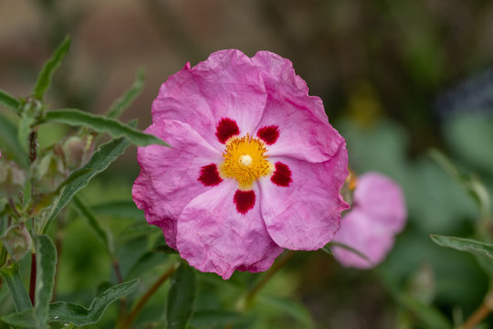 Pink cistus flowers with red markings, photographed at Eastcote House Gardens, Borough of Hillingdon, London UK