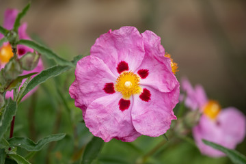 Pink cistus flowers with red markings, photographed at Eastcote House Gardens, Borough of Hillingdon, London UK