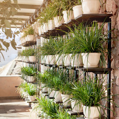 Eco facade. The wall in the cafe is decorated with many green plants in pots. Abstract background.