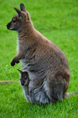 Naklejka na ściany i meble Wallabie ( Känguru ) mit baby im Beutel