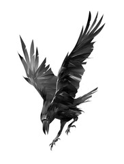 painted raven attacking bird on a white background - 350381578