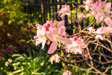 Obraz premium Pink flowers 