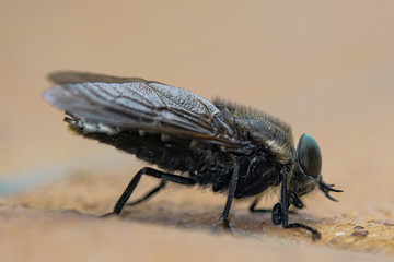 mcaro view of Fly insect eye and body parts details,wild spring animal nature 