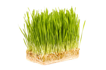 Wheatgrass isolated on the white background