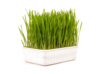 Wheatgrass isolated on the white background