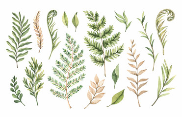 Botanical watercolor clipart. Set of Green leaves, fern, herbs and branches. Vector illustrations. Floral Design elements. Perfect for wedding invitations, greeting cards, blogs, posters, logo