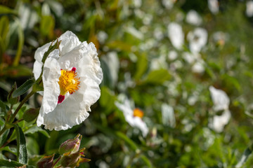 White cistus flowers with red markings, photographed in Battersea Park, London UK