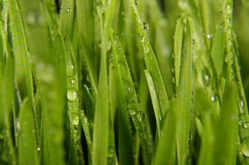 Fototapeta na wymiar Macro close up of organic wheatgrass