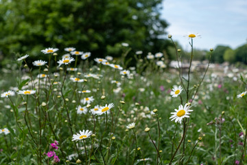 Daisies growing wild in the grass in a field over looking the River Thames, next to Battersea Bridge, London UK