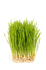 Wheatgrass isolated on the white background