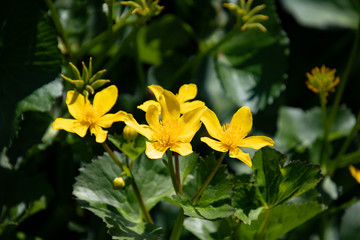 Obraz na płótnie Canvas A closeup of some caltha flowers. Vancouver BC Canada 