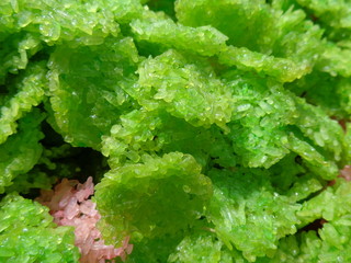 Rengginang is a kind of traditional Indonesian thick rice cracker, made from cooked glutinous sticky rice and seasoned with spices, made into a flat and rounded shape, and sun-dried.