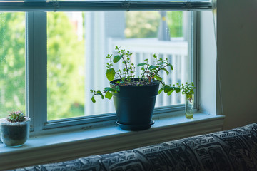 Indoor house plant mint herb planted in pot container on a window sill ledge