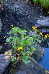 View of some caltha beside the pond.     Vancouver BC Canada 
