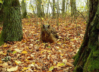 Eurasian eagle-owl (Bubo bubo) portrait 
