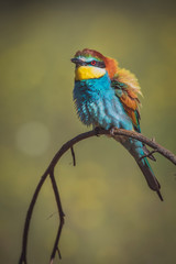 Pair of bee-eaters perched on a branch with spring background