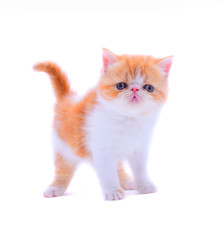 cute persian kitten a white background