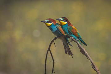 Pair of bee-eaters perched on a branch with spring background