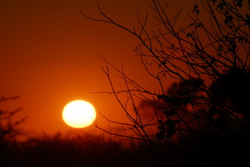 atardecer y arbol algarrobo