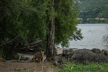 zorro en el bosque