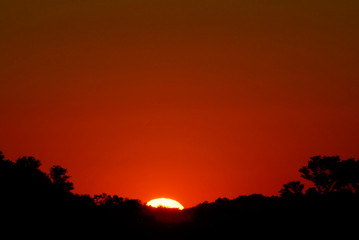 atardecer y arbol algarrobo
